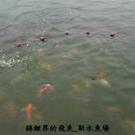 新水魚場|新水魚場